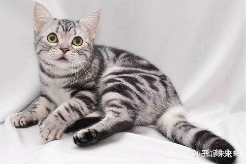 美短猫在线吃瓜视频下载,萌态十足，萌翻网友！