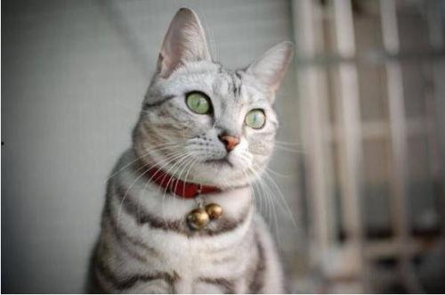 美短猫在线吃瓜视频下载,萌态十足，萌翻网友！