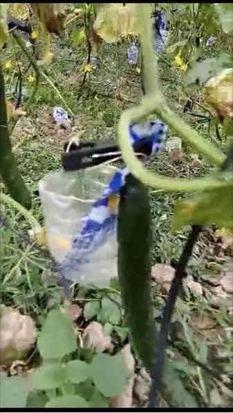 常熟森林吃瓜事件视频,揭秘神秘视频背后的真相