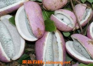 八月瓜如何弄熟吃视频,家常美味轻松学