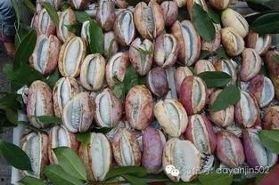 八月瓜如何弄熟吃视频,家常美味轻松学