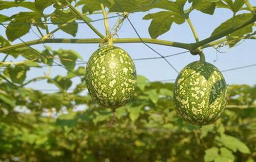 吃小吊瓜的视频大全,视频大全带你领略美味瞬间