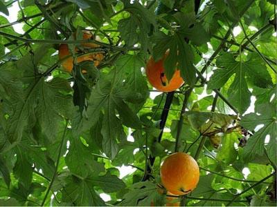 吃小吊瓜的视频大全,视频大全带你领略美味瞬间