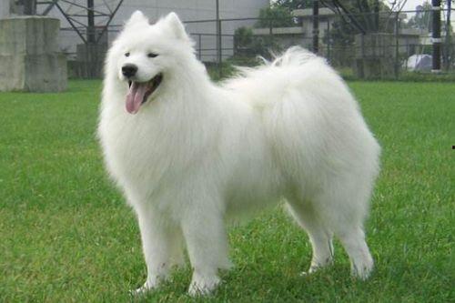 萨摩耶吃蜜瓜视频,萌态十足引网友爆笑