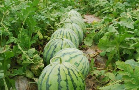 瓜叉苗怎么吃才好吃视频,视频教你轻松享美食