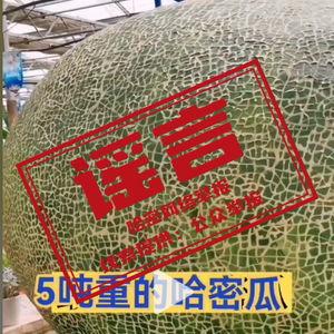 吃哈密瓜视频抖音,哈密瓜美食挑战，甜蜜滋味尽在指尖