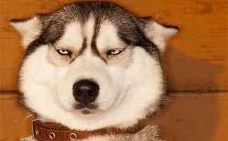 狗头吃瓜素材视频大全下载,盘点热门素材视频大全下载