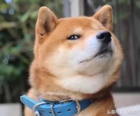 狗头吃瓜素材视频大全下载,盘点热门素材视频大全下载