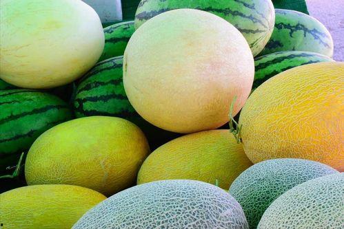 辽宁玉瓜怎么吃最好吃视频,辽宁玉瓜美味食法大揭秘