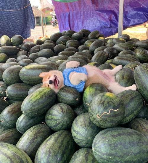 吊瓜能给柯基吃吗视频大全,吊瓜食用指南