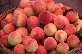 杨孟庄吃桃子瓜视频大全,趣味横生的田园生活瞬间