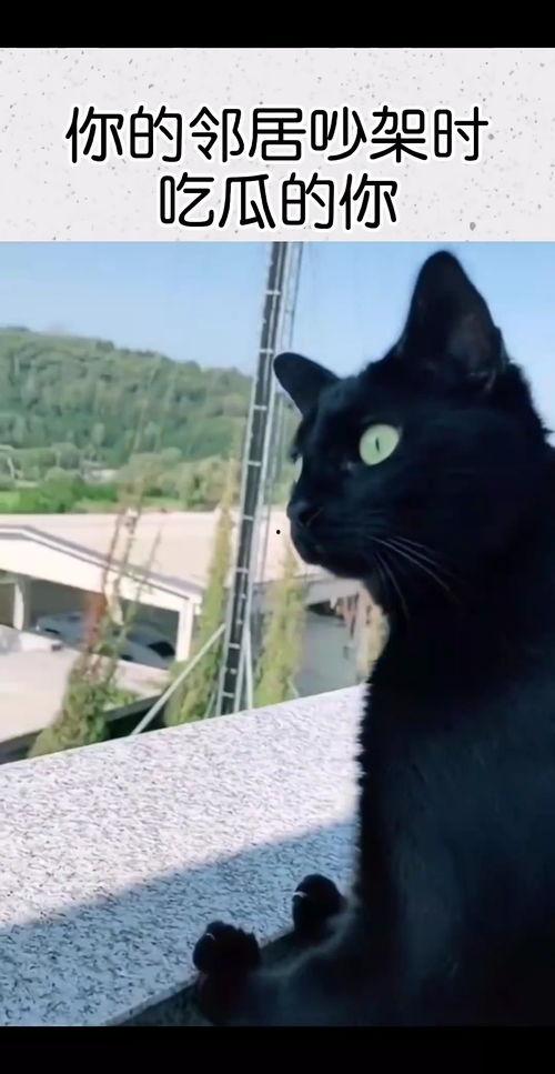 外国邻居吵架吃瓜视频在线观看,一场激烈争吵的吃瓜大戏