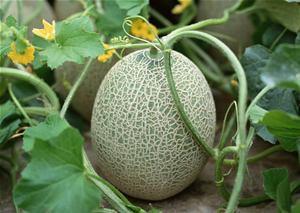 大恶魔吃哈密瓜视频在线观看,在线观看趣味十足！