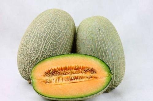 小香猪吃哈密瓜视频大全,哈密瓜盛宴视频大盘点