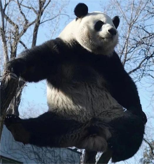 虎纹熊可以吃白瓜吗视频,揭秘野生动物的饮食习惯