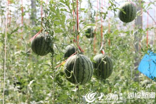 莱州高职吃瓜视频,揭秘校园生活趣味瞬间