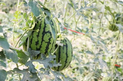 网红的吃瓜视频,娱乐圈幕后真相大曝光