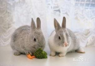 小兔会吃洋瓜吗视频播放,一场味蕾的冒险之旅