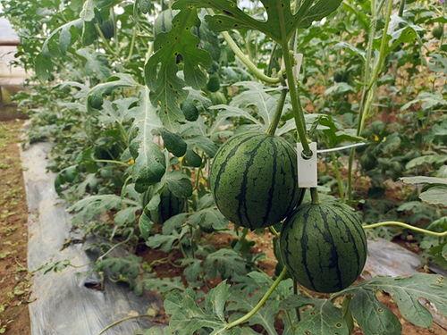 吃小吊瓜的视频播放,视频播放带你领略美味瞬间