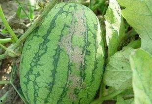 吃小凤瓜的好处与坏处视频,益处与风险揭秘