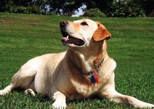 吃瓜的拉布拉多原视频,萌宠搞笑瞬间大盘点