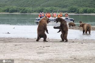 棕熊吃瓜的视频,萌态十足引网友热议