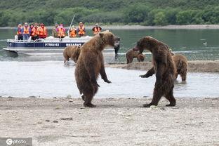 棕熊吃瓜的视频,萌态十足引网友热议
