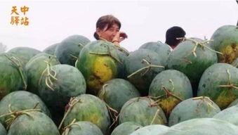 长垣吃瓜现场原视频,一场视觉盛宴的狂欢