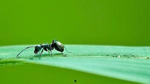 蚂蚁森林群众吃瓜视频