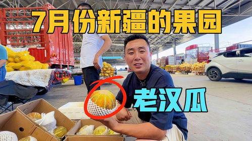 在新疆旅游吃老汉瓜视频,探寻老汉瓜的独特魅力