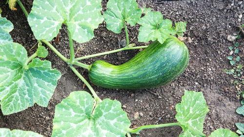 吃瓠瓜好放屁吗视频,吃瓠瓜真的会导致放屁吗？