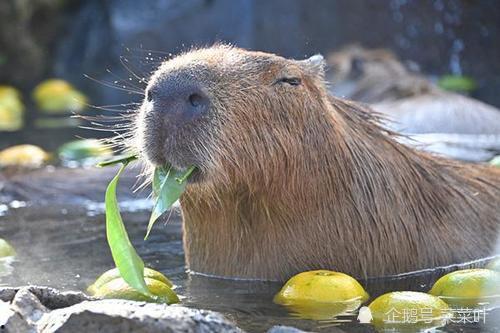 大水豚吃瓜视频,萌态十足引网友爆笑