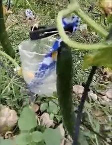 天水吃瓜事件真相视频,揭秘真相背后的惊人内幕