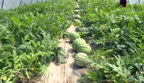 库尔勒最新吃瓜事件视频