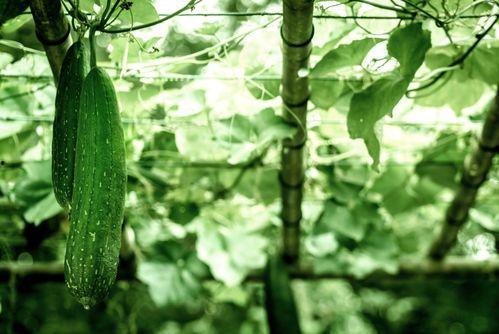 夏天来了吃瓜完整视频,跟随视频一起探索夏日吃瓜乐趣